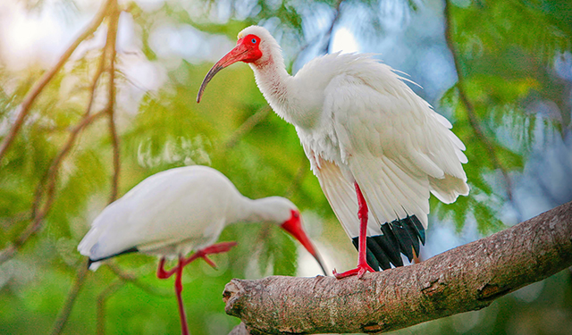 Ibis in tree