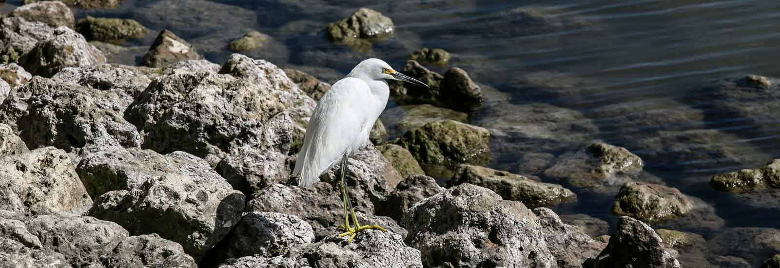 Ibis on rocks