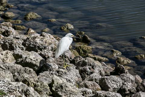 Ibis on rocks