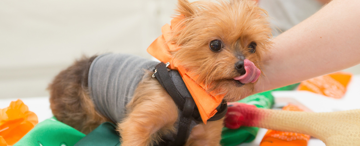 Yorkie in University of Miami colors