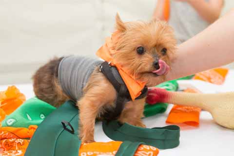 Yorkie in University of Miami Colors