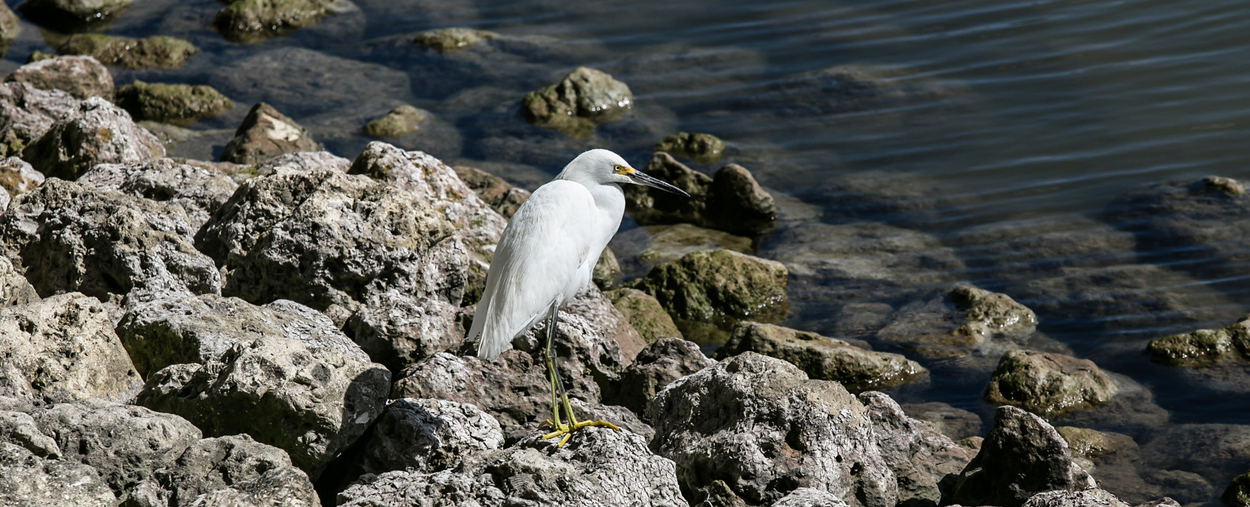 Ibis on some rocks