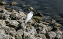 Ibis on some rocks